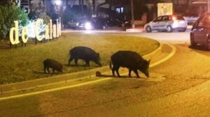 Daños por colisión con animales cinegéticos: ¿Quién paga el arreglo?