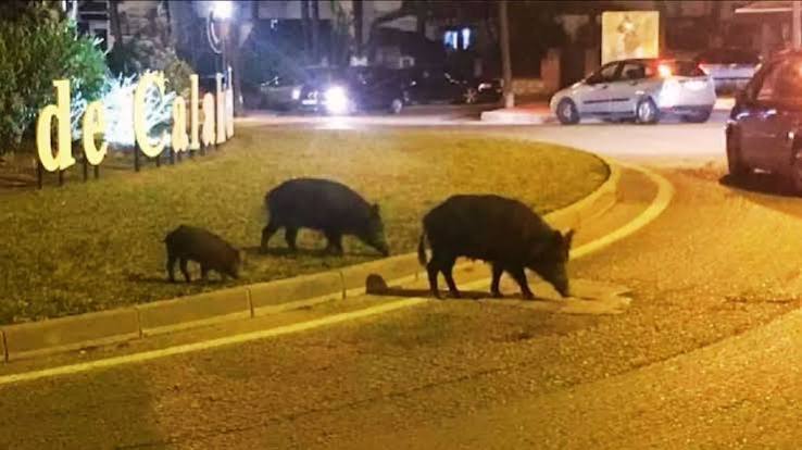 Daños por colisión con animales cinegéticos: ¿Quién paga el arreglo? 1 Daños por colisión con animales cinegéticos: ¿Quién paga el arreglo?